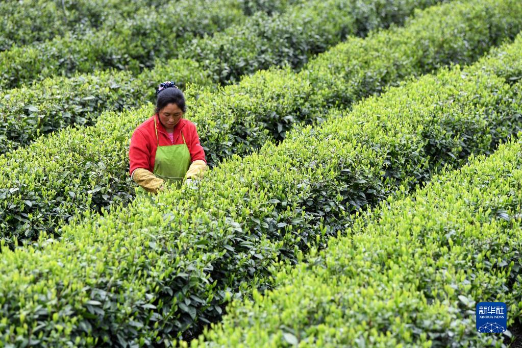  　　安徽金寨县花石乡大湾村的村民在茶产业扶贫基地里采茶（2020年4月17日摄）。新华社发